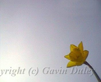 Daffodil, London.jpg